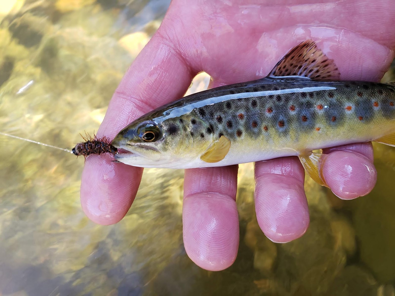 Gorge Fly Shop Blog: Tight Line Nymphing Small Streams