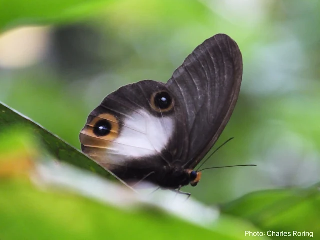 taenaris butterfly in West Papua