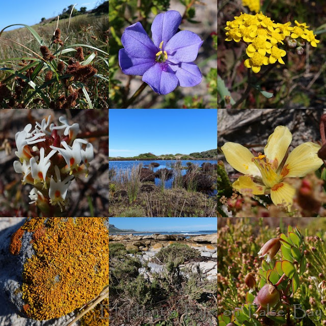 Aristea africana gazing back from Olifantsbos coastal in September