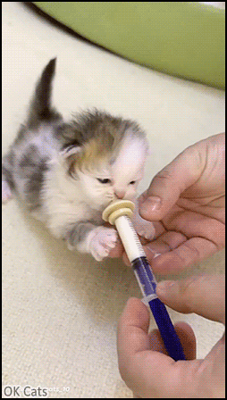 Cute Kitten GIF • Wow, cute tiny kitten drinking her syringe in a faaaast way [ok-cats.com]