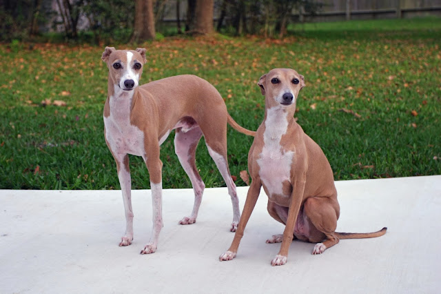 italian greyhound