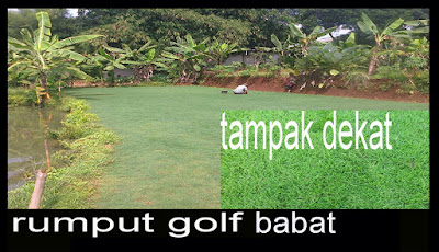 jual Rumput Golf