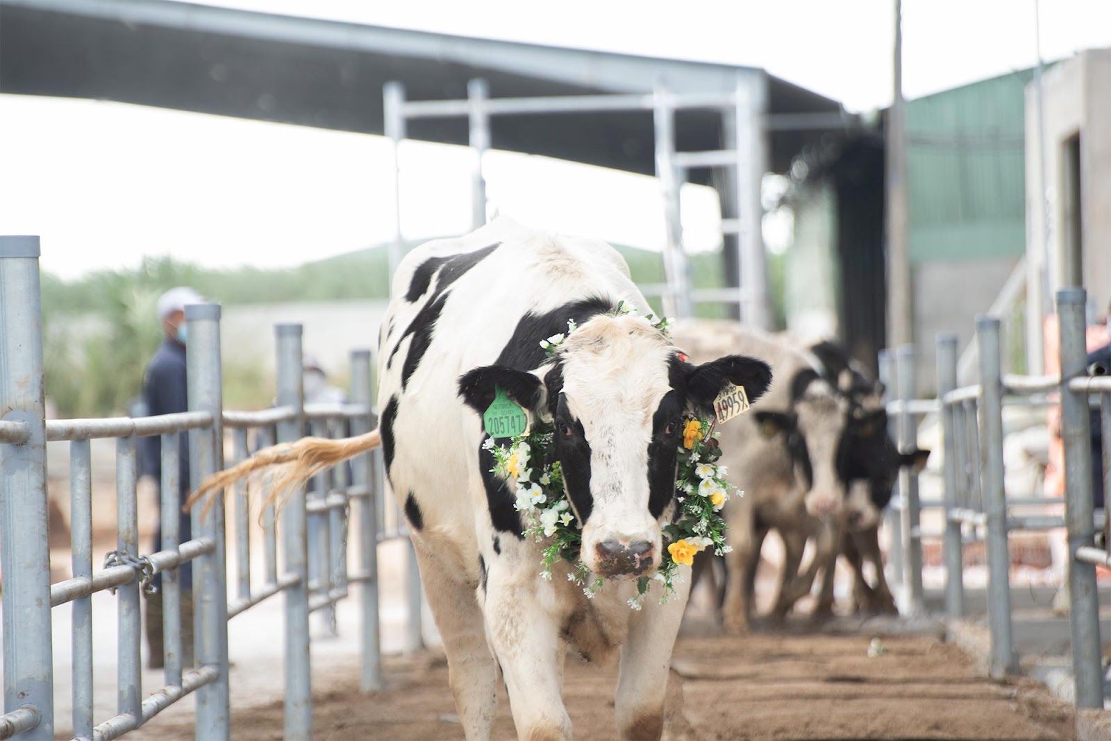 Nutifood đăng ký sáng chế thức ăn chăn nuôi bò sữa bổ sung thảo mộc - ảnh 1