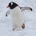 Things about Penguins that you should know about it -  Animalworld