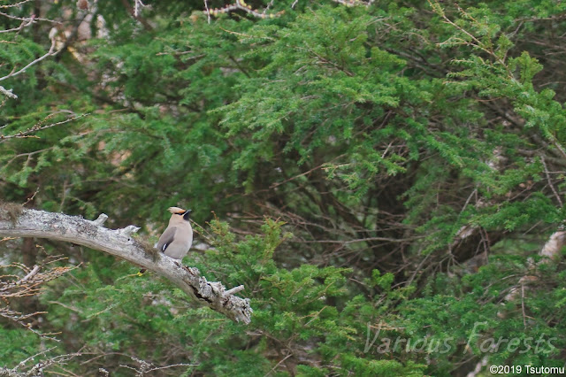 Waxwingin 