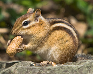 Chipmunks image