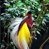 Cendrawasih, Burung Tercantik di Dunia