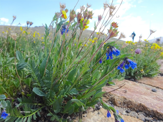 tundra wildflowers