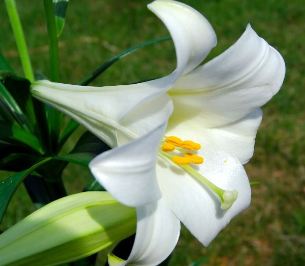 Flor de la Vara de San José, detalle de sus pétalos blancos