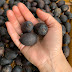 Seje (Oenocarpus bataua)