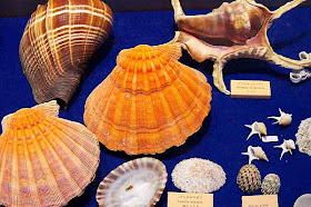 seashells on display