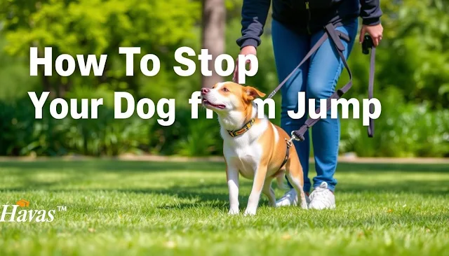 How to Stop Your Dog from Jumping on People