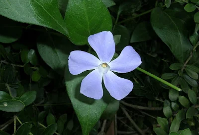 池の畔に咲く一輪の花