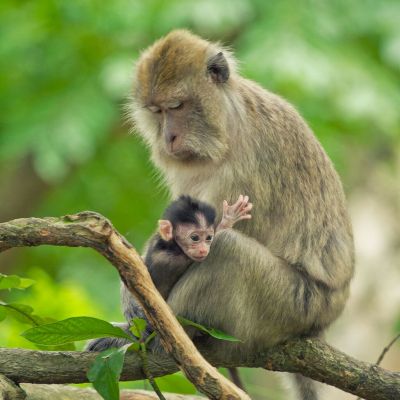 Monyet Ekor Panjang Macaca fascicularis Monyet Hutan 