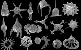 Penjelasan dan Ciri-ciri Sarcodina (Amoeba, Foraminifera dan Radiolaria)