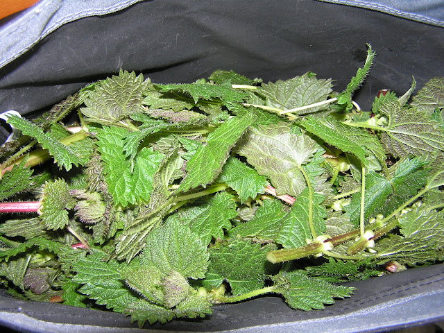 fresh harvested nettles edible weeds