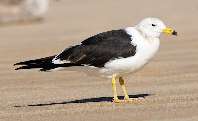 Gaviota cangrejera Larus atlanticus