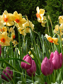 Apricot daffodils and purple tulips at the Allan Gardens Conservatory 2018 Spring Flower Show by garden muses-not another Toronto gardening blog