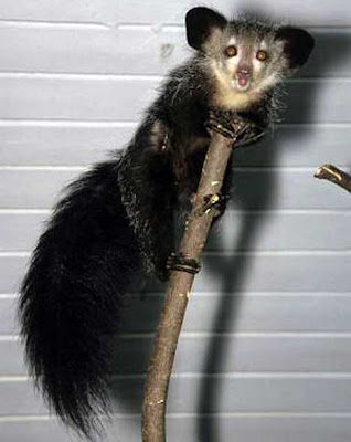 Aye-Aye