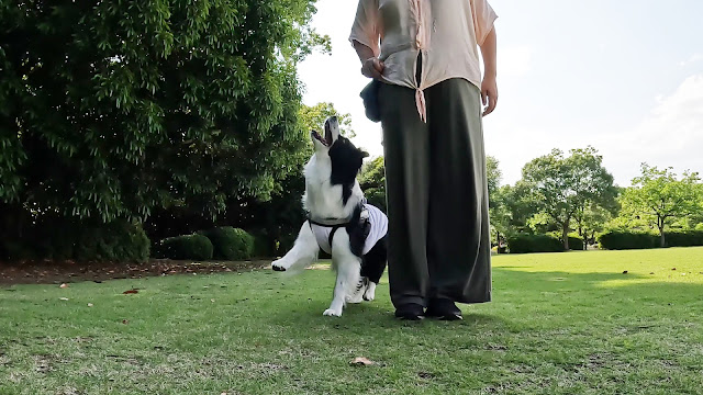 保護犬 ボーダーコリー トーマ