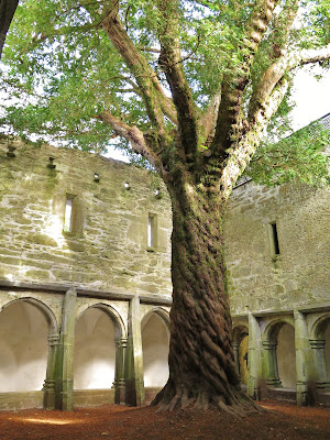 One thousand year old Yew tree in cloister of ruined Muckross Abbey, Killarney National Park, Killarney, Ireland