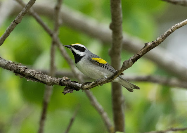 Golden-winged Warbler - Shumsky Road, Michigan, USA