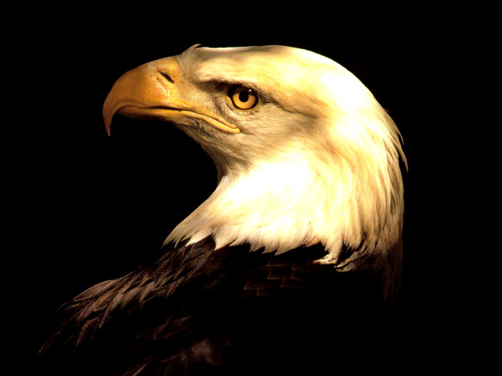  Eagle  3d  wallpapers  3d  wallpapers 