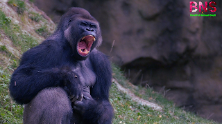 Gorilla animals HD wallpaper picture images mobile