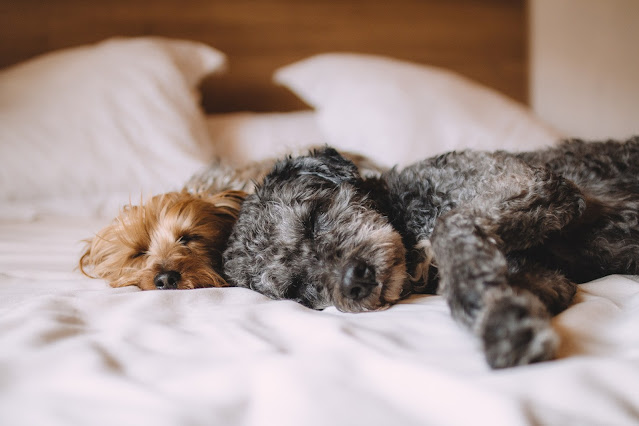 two dogs sleeping on a bed