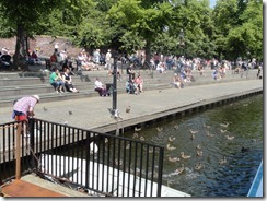 Feeding ducks and swans on River Dee in Chester