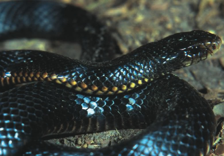 Black Snake