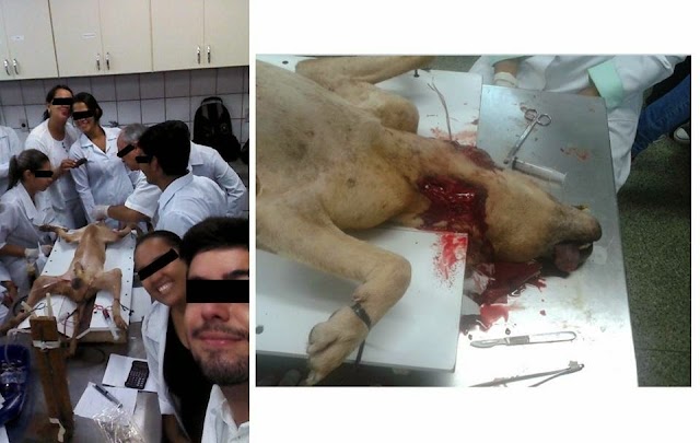 DENÚNCIA DE CRUELDADE COM ANIMAIS NA UNIVERSIDADE FEDERAL DO PIAUÍ