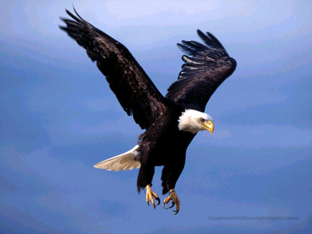 http://allhdwallpaper2014.blogspot.com/2014/01/eagle-wallpapers-hd.html