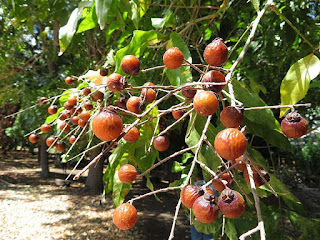 Soapberry boomverzorging en groeien