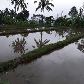 Land for Sale at Payangan - Ubud, BALI