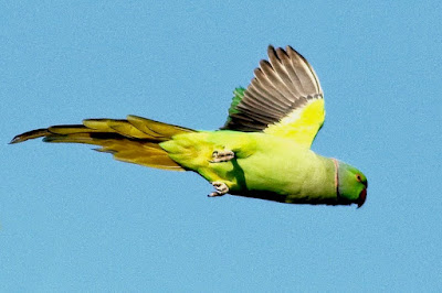 "Rose-ringed Parakeet - Psittacula krameri, taking off."