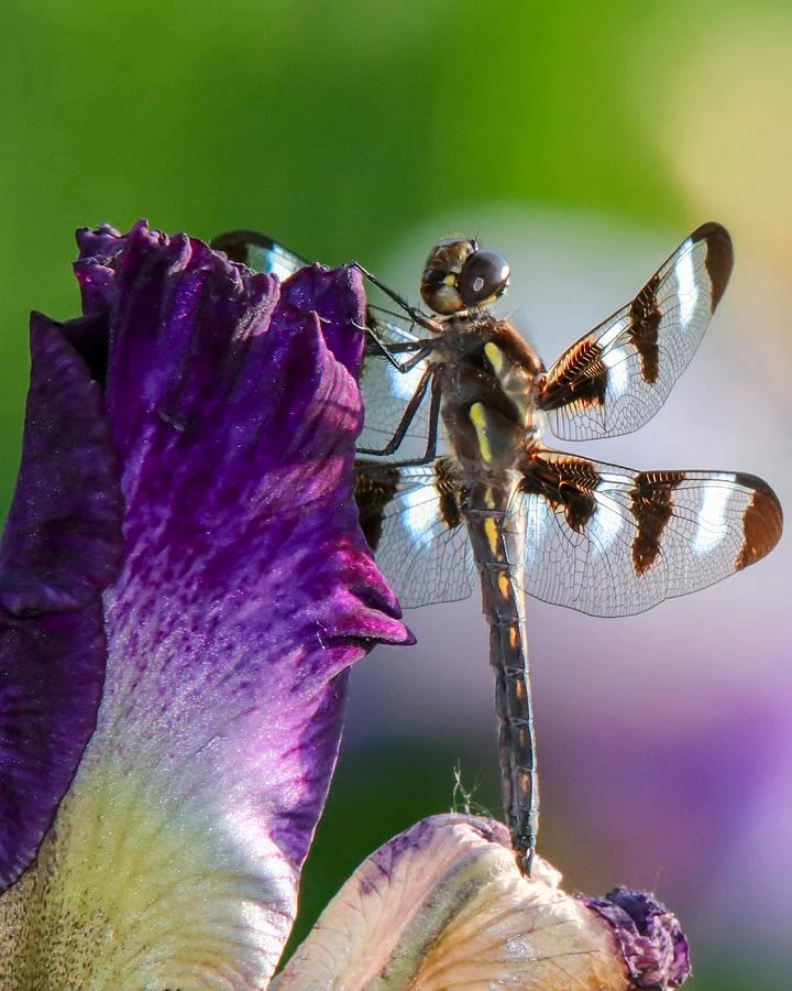 Native iris blooms in a wetland, offering a stunning palette for dragonflies to explore