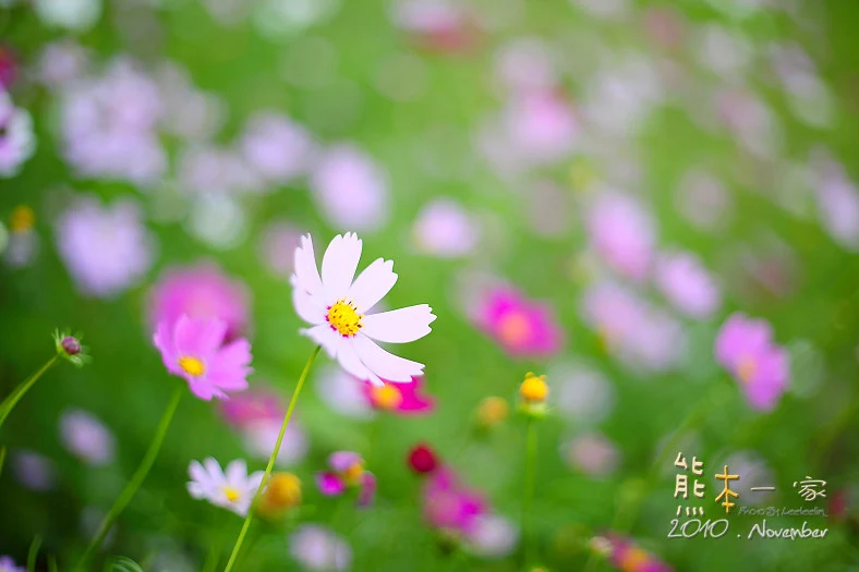 苗栗銅鑼杭菊季