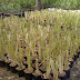 Jual rumput vetiver, atau akar wangi | tanaman rumput tebing