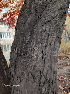 Клён ложнозибольдов (Acer pseudosieboldianum)