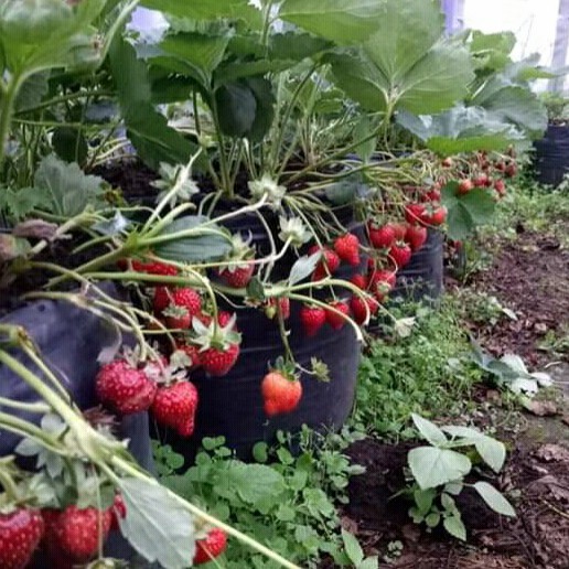 pohon strawberry terlaris Sumatra Barat