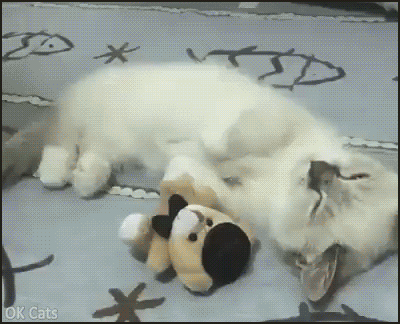 Cute Cat GIF • Adorable kitten falling asleep on his back like human, with his mini teddy bear [ok-cats.com]