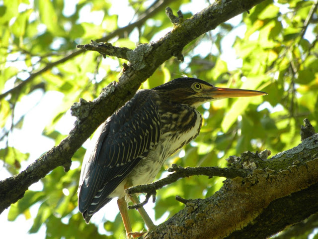 Bird Watching Identification