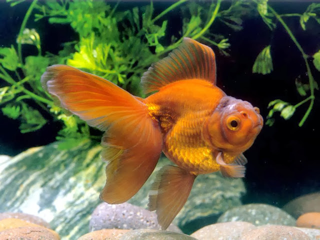 3D Amazing Gold Fish HD Wallpaper Free