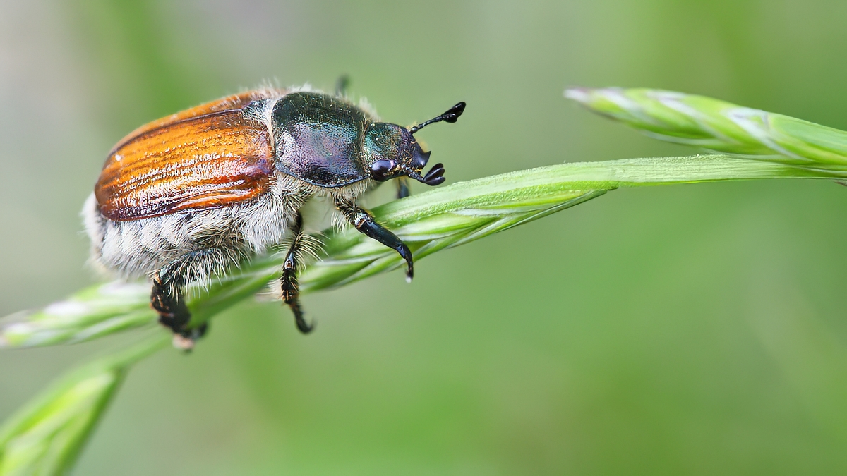 Anisoplia sp