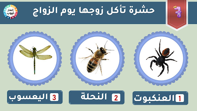 حشرة تأكل زوجها يوم الزواج  ؟