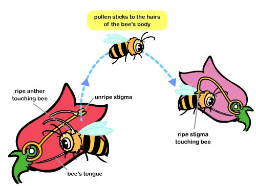 types of flowers or plants How Pollination Works | 500 x 364