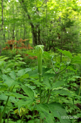 コウライテンナンショウ ≪Jack in the pulpit genus≫