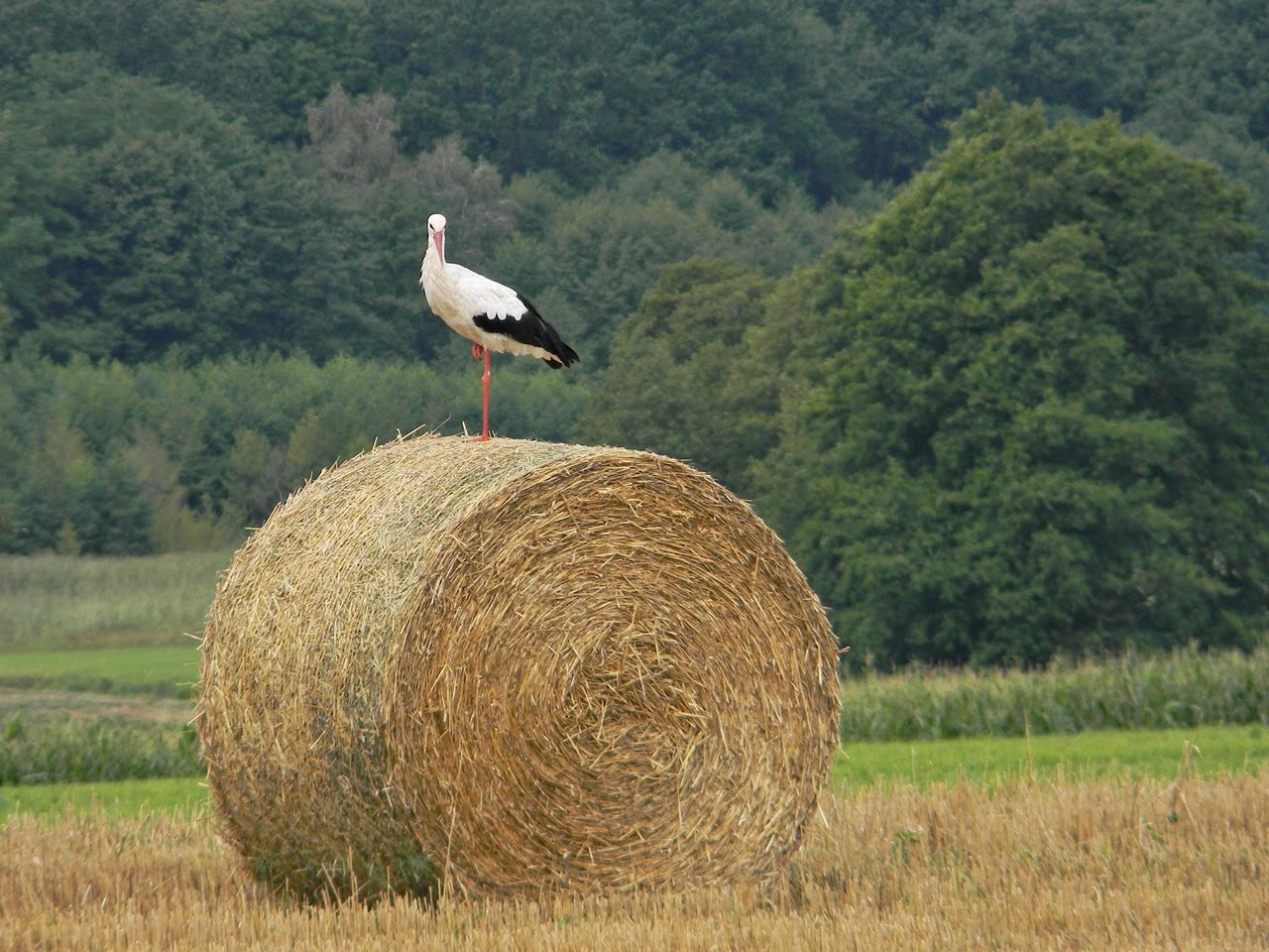 ptaki, bocian biały, przyroda, pola