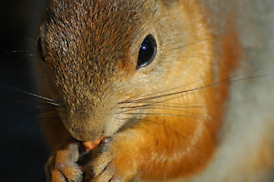 Red Squirrel in Close Up
